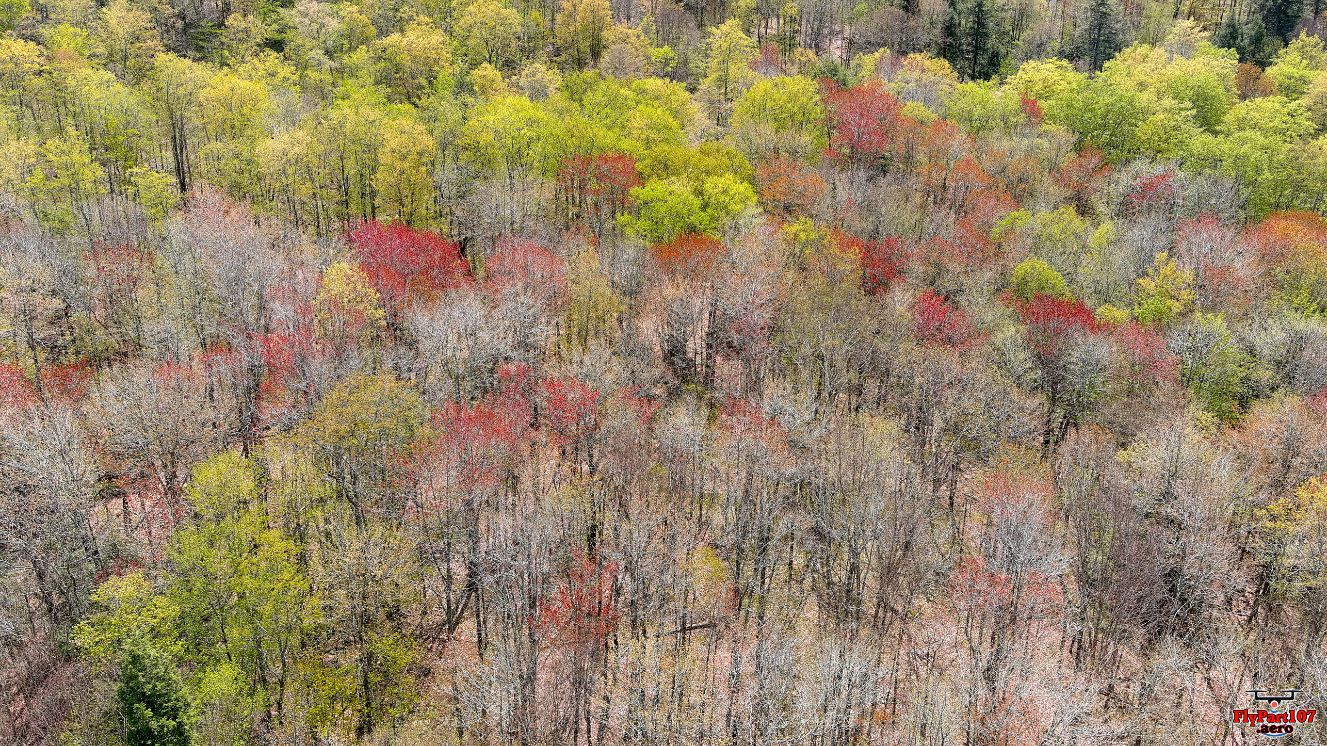 spring-time-shandaken-wild-forest-051023-0008.jpg