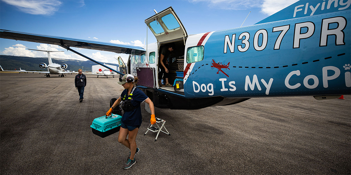 dogcopilot.org